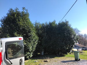 Photo de galerie - Taille de laurier et haie en tout genre 