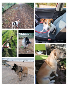 Photo de galerie - Je suis pet-sitter avec plusieurs type de chiens:
-1 chienne berger belge tervuren pendant des années 
- 1 chien jack-russel encore en actif depuis mars 2025 
- occasionnellement des balades : chihuahua, labrador, beauceron, staff, batards. 