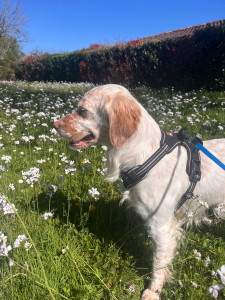 Photo de galerie - Un week end ou des vacances, ou des promenades à domicile. je peux également conduire votre animal chez le vétérinaire (avec vous ☺️ ou seule)