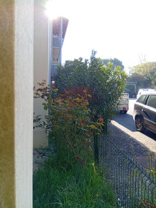 Photo de galerie - Taille de haie, tondeuse, rotofil 