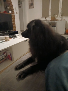 Photo de galerie - J ai gardé ce chien 1 mois entier et 3 semaine adorable