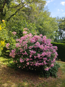 Photo de galerie - Taille de printemps, taille d'entretien au fil de l'année ainsi que amendement de vos rosiers, pour une floraison optimale toute la saison !
