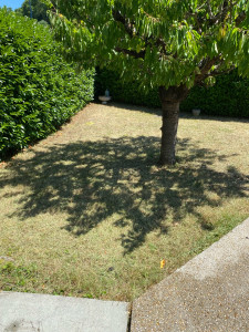 Photo de galerie - Tonte de pelouse - Débroussaillage