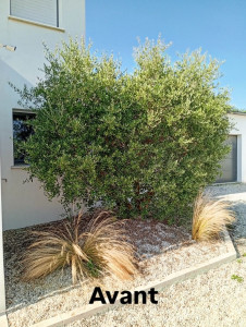 Photo de galerie - Avant la taille d'un Olivier 