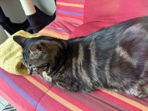 Photo de galerie - Tilou 