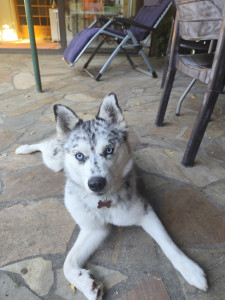 Photo de galerie - Garde animaux