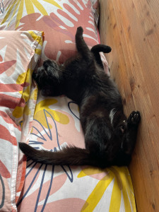 Photo de galerie - Voici un des chats que j’ai gardé à mon domicile 