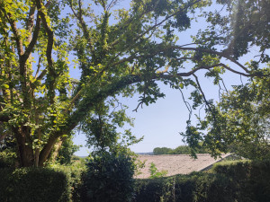 Photo de galerie - Elagage et coupe d'arbres