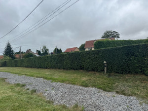 Photo de galerie - Taille de haie 