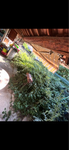 Photo de galerie - Débroussaillage de ronces 