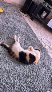 Photo de galerie - Garde chat pendant un mois 