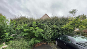 Photo de galerie - Elagage et coupe d'arbres