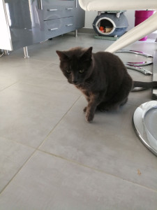 Photo de galerie - Garde chat