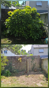 Photo de galerie - Taille de haies et d'arbustes