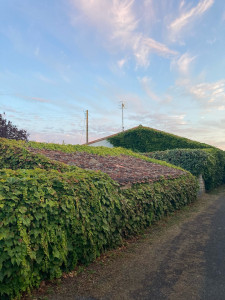 Photo de galerie - Taille de haies/ mur grimpantes 