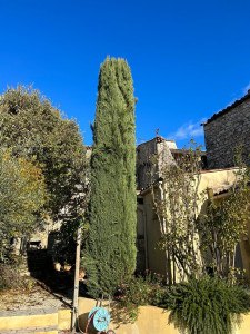 Photo de galerie - Elagage et coupe d'arbres