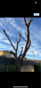 Photo de galerie - étêtage d arbres ? 