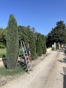 Photo de galerie - Taille de haies et d'arbustes