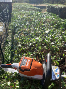 Photo de galerie - Taille de haies.
