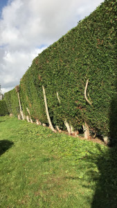 Photo de galerie - Taille de haies et d'arbustes