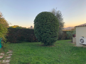 Photo de galerie - Taille d’un lauriers sauce 