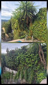 Photo de galerie - Démantèlement d'une haie de laurier-rose et de lierre grimpant, incluant le nettoyage de la zone.