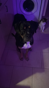 Photo de galerie - Garde animaux