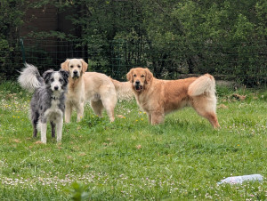 Photo de galerie - SALTO, AMANI ET TINA