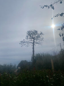 Photo de galerie - Formation d’un pain en taille ornementale 
