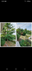 Photo de galerie - Abattage avant apres