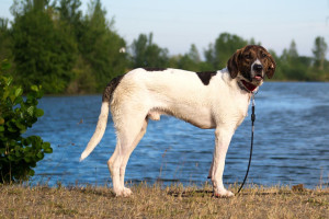 Photo de galerie - Chien mongrel 