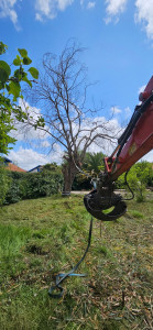 Photo de galerie - Elagage et coupe d'arbres