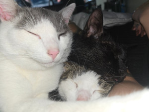 Photo de galerie - Voici mes chats, mais j'ai déjà eu l'occasion d'en garder au domicile de la personne