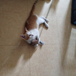 Photo de galerie - Garde chat