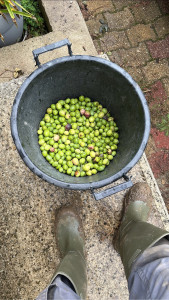 Photo de galerie - Ramassage d’olives 