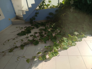 Photo de galerie - Avant la taille d'une vigne qui envahissait la terrasse du client