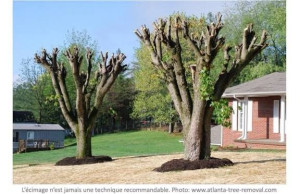 Photo de galerie - Taille arbre