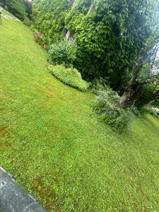 Photo de galerie - Bonjour je fait tout Tipe de jardinage a seulement le prix se qu’il y a faire dans votre jardin 