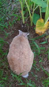 Photo de galerie - Merci à Elodie de nous avoir aidé avec l'éducation de notre lapine, Lola, durant quelques semaines. 
Grâce à ses méthodes d'éducation, que nous suivons au pied de la lettre, Lola a pu retrouver sa liberté totale dans la maison et dans le jardin. 5/5⭐