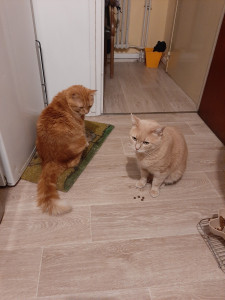 Photo de galerie - Le copain est parti .....
On l à gardé 2 fois