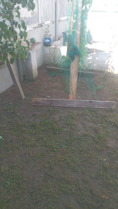Photo de galerie - JARDIN TONDU