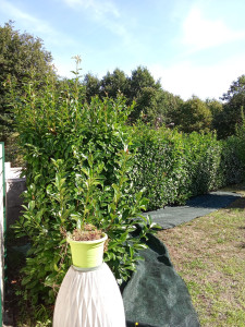 Photo de galerie - Taille de haie