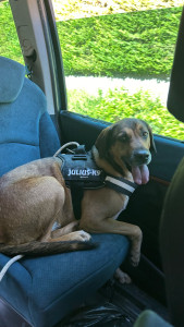 Photo de galerie - Garde chien