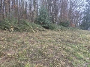 Photo de galerie - Debrousaillage d’un terrain de genet environ 2000m2