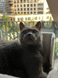 Photo de galerie - Garde chat