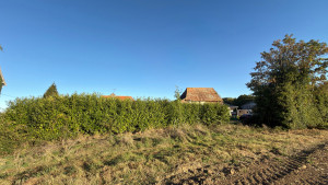 Photo de galerie - Réduction de la hauteur, taille des côtés et remise en forme complète de la haie.