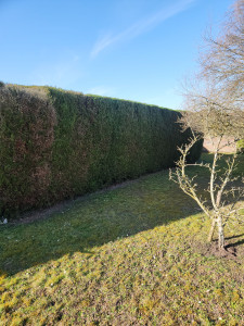 Photo de galerie - Taille de haies