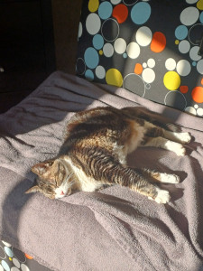 Photo de galerie - Garde chat