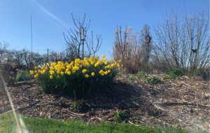 Photo de galerie - Bulbes de printemps 