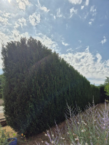 Photo de galerie - Taille de haie